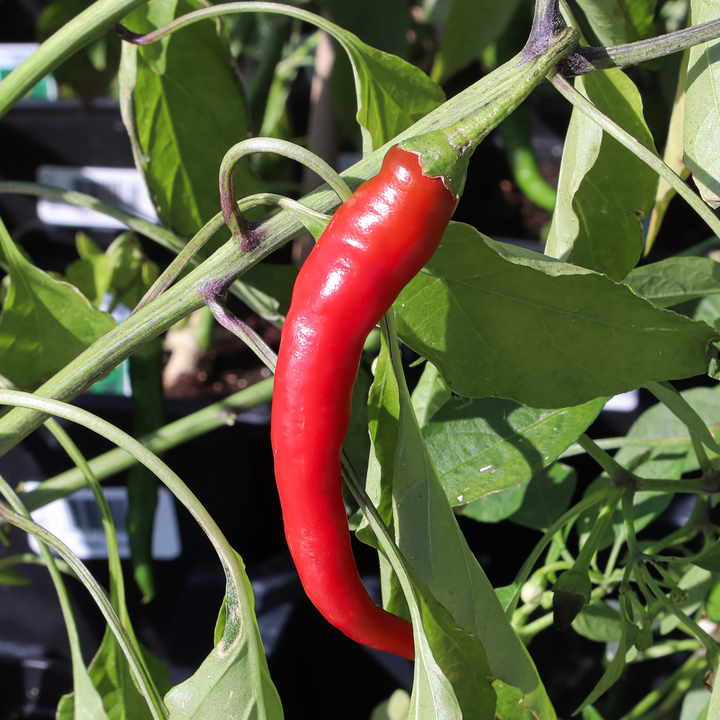 Pepper, Cayenne | Strictly Medicinal Seeds