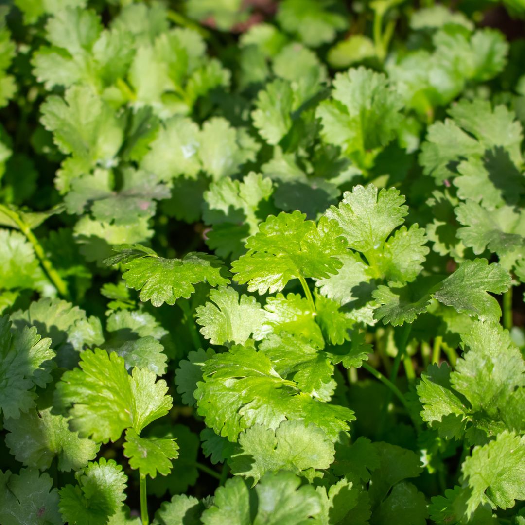 Cilantro | Strictly Medicinal Seeds