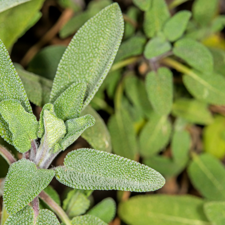 Garden Sage | Strictly Medicinal Seeds