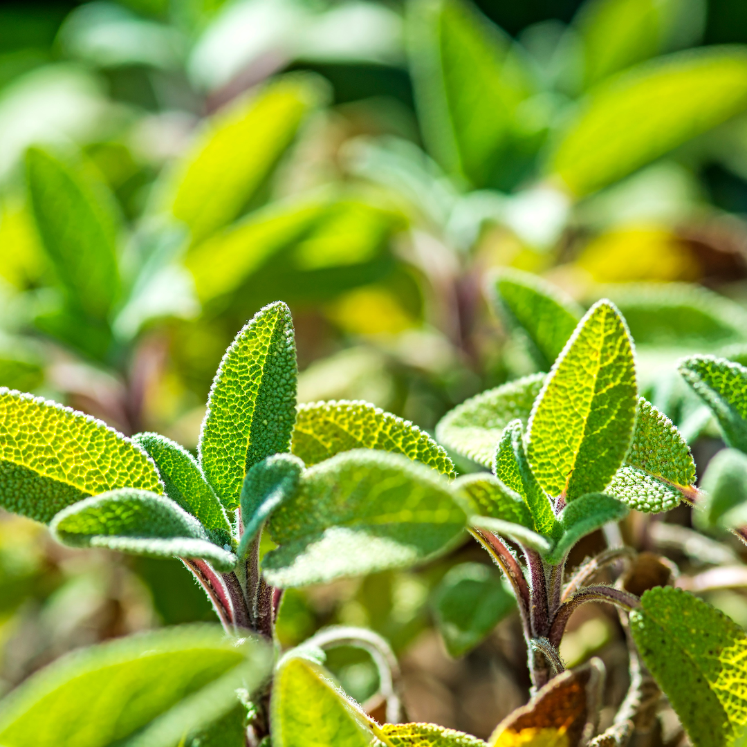 Garden Sage | Strictly Medicinal Seeds