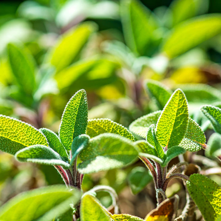 Garden Sage | Strictly Medicinal Seeds