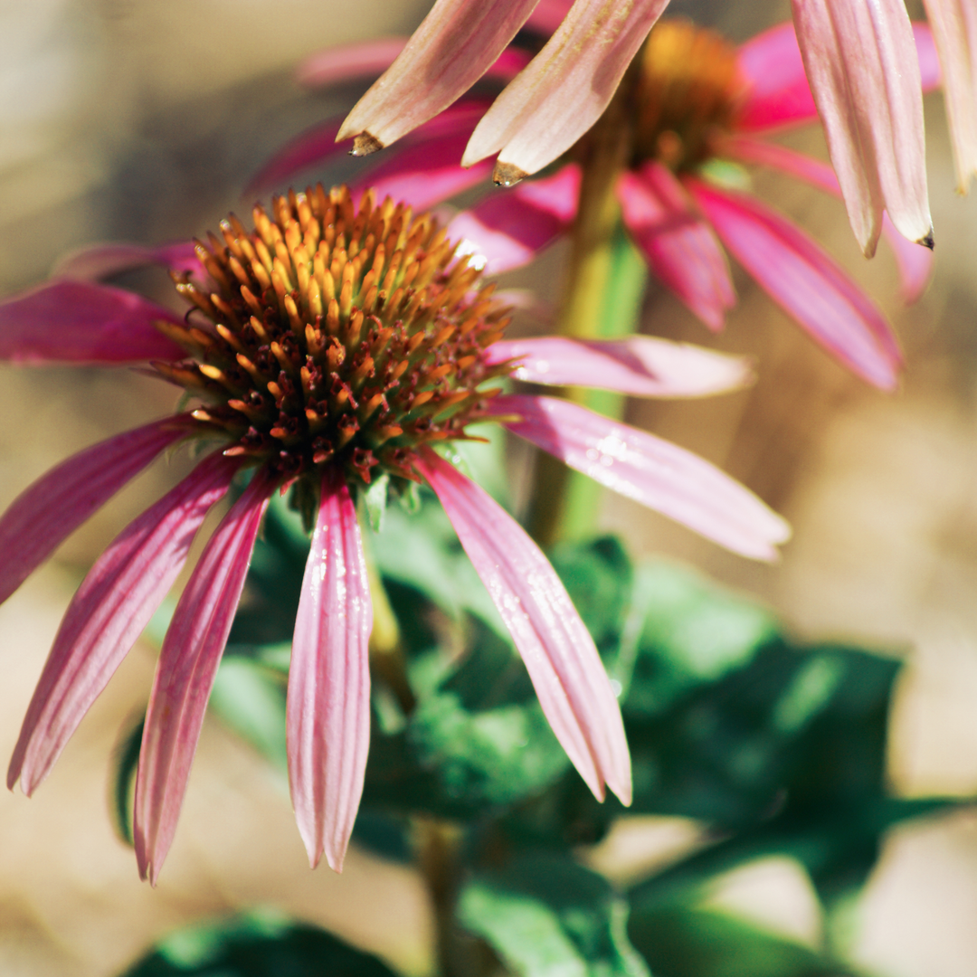Echinacea Angustifolia | Strictly Medicinal Seeds