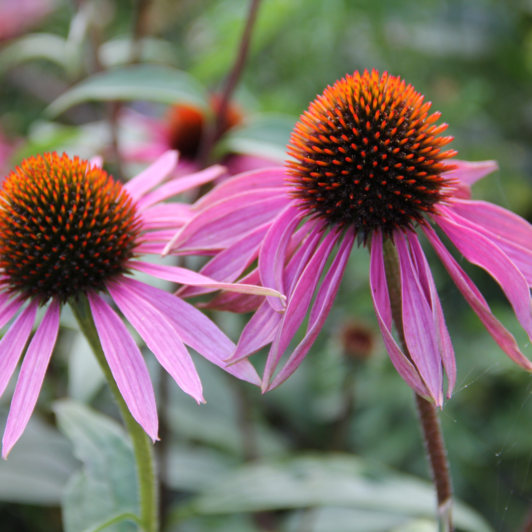 Echinacea Angustifolia | Strictly Medicinal Seeds