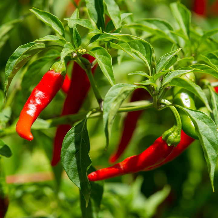 Pepper, Cayenne | Strictly Medicinal Seeds