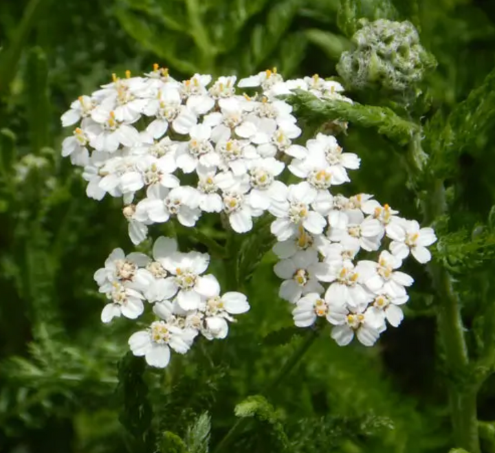 First Time Medicinal Garden Seed Set | Strictly Medicinal Seeds - Farmhouse Teas